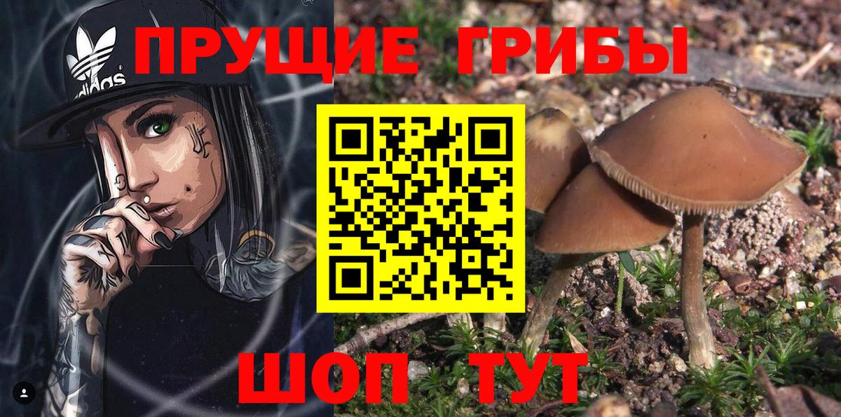 Галлюциногенные грибы MAGIC MUSHROOMS  Вход с VPN  Малоярославец 